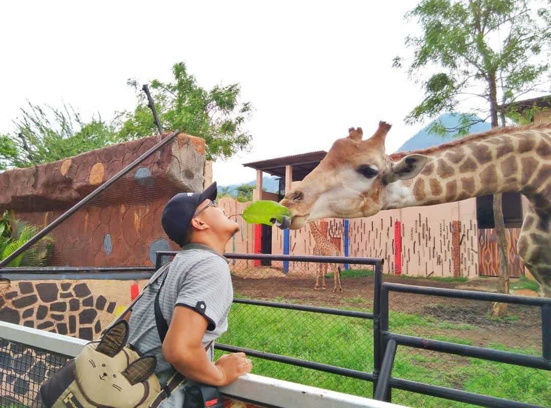 bermain dengan jerapah di Batu Secret Zoo