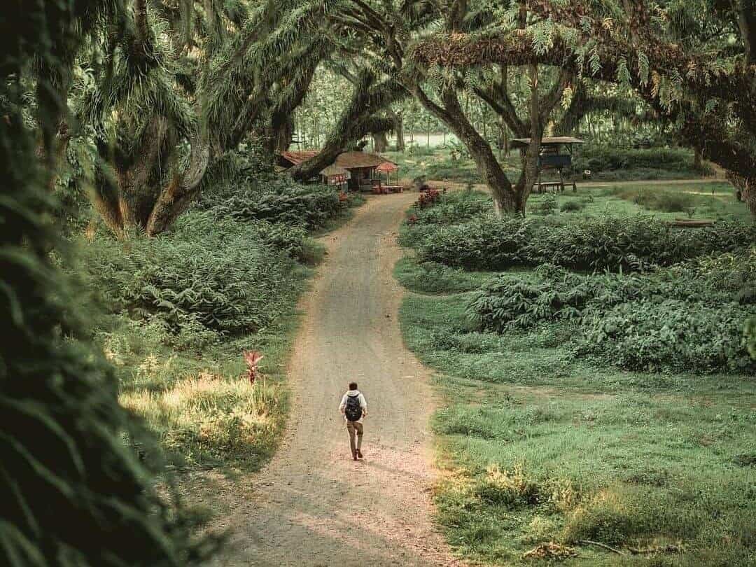 Seperti Hutan Fangorn di film Lord of The Rings! (sumber instagram@infowisatalokal_)