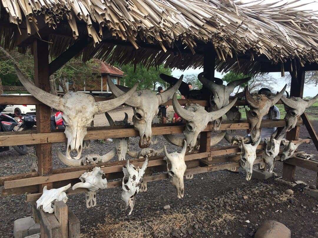 Tengkorak hewan di Taman Nasional Baluran (sumber vindiasari.com)