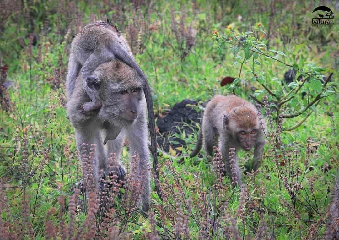 monyet liar di Taman Nasional Baluran (sumber instagram@balurannationalpark.id)