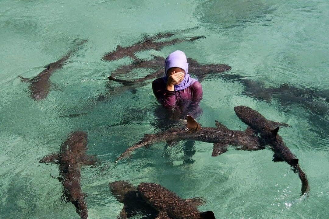 Berenang bersama hiu di sekitar pulau Karimunjawa (sumber omahndalemjengwening.blogspot.com)