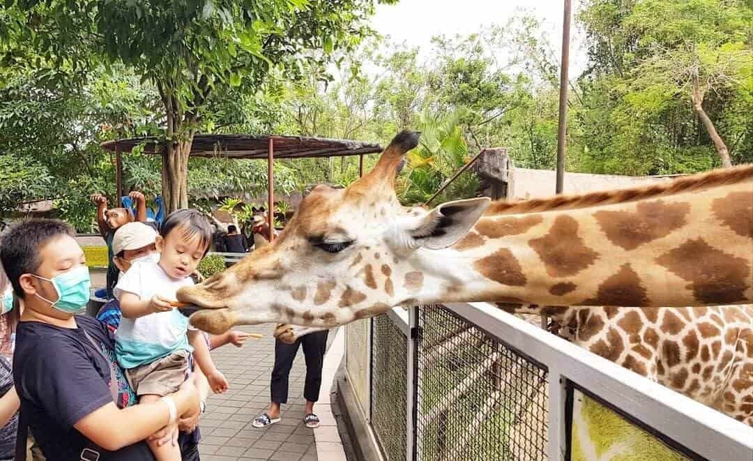 Berinteraksi dengan satwa di Batu Secret Zoo. Sumber instagram @ivonesusilo