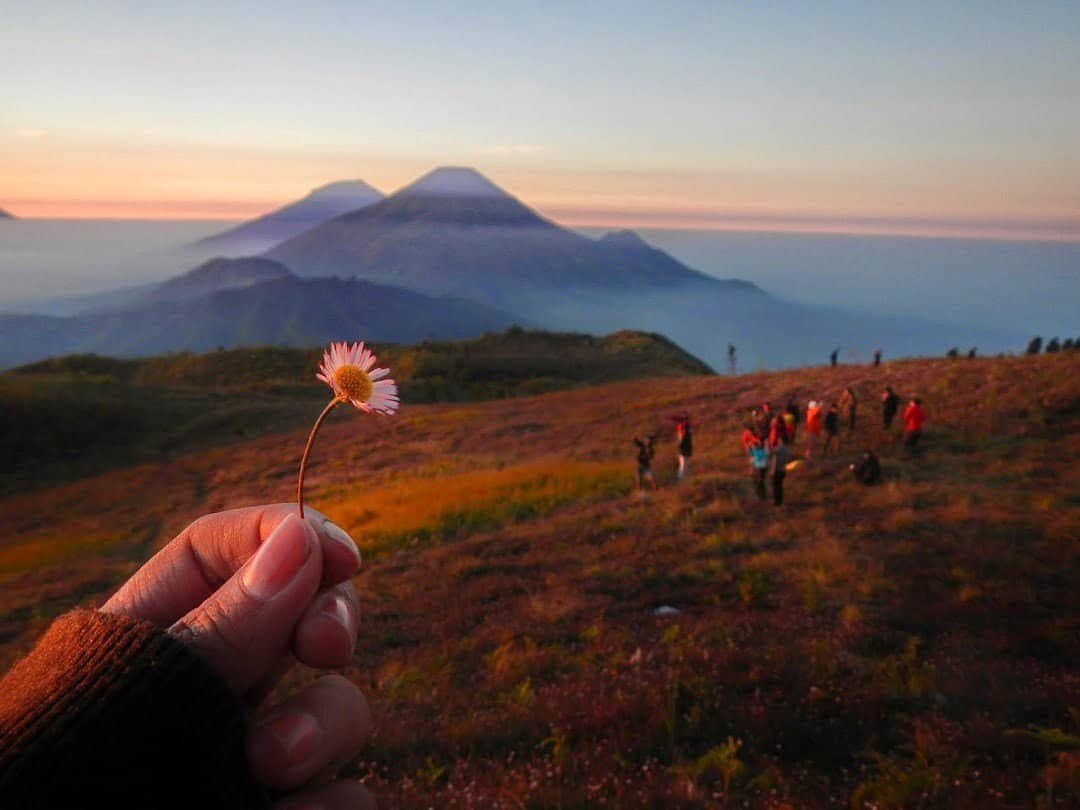 Bukit Teletubbies di puncak Gunung Prau dengan hamparan bunga Daisy (sumber superadventure.co.id)