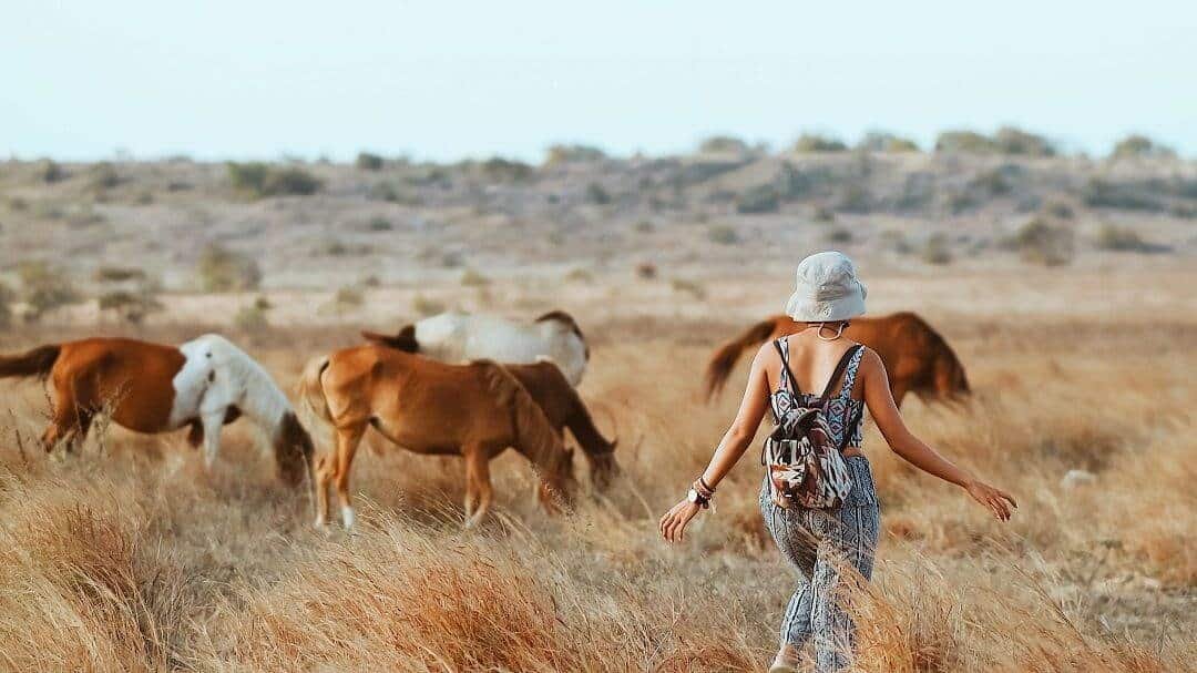 Savanna Puru Kambera sering dijadikan tempat mencari makan oleh kuda-kuda liar Sumba (sumber herjourneys.com)