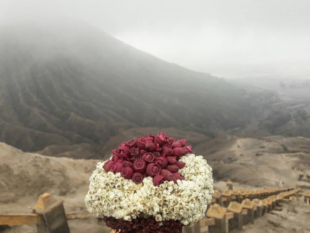 Edelweiss Mt. Bromo (Sumber Pinterest.com)