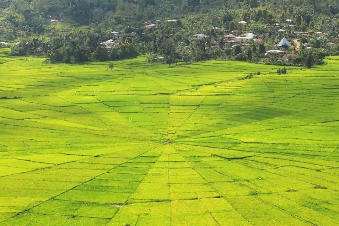 Ini bukan crop circle! Hehe (sumber tuanviolet)