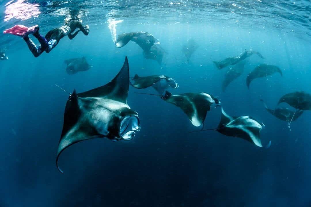 Sekelompok Reef Manta mengelilingi perahu (sumber helloflores.com)