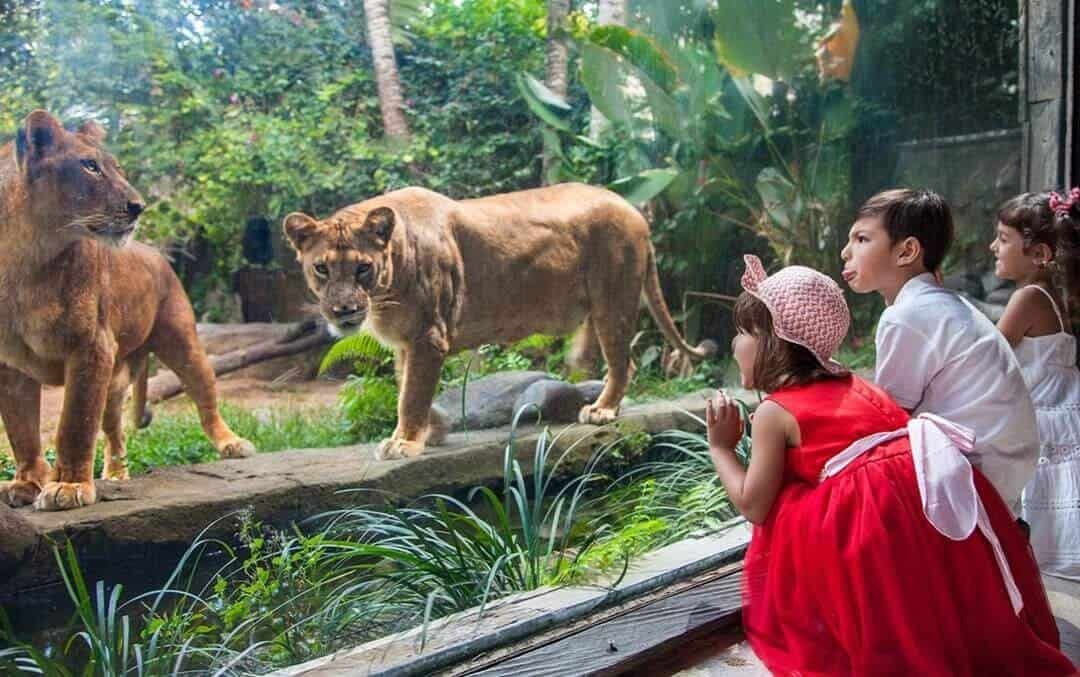 Bali Zoo Park Tour (sumber baligoldentour.com)