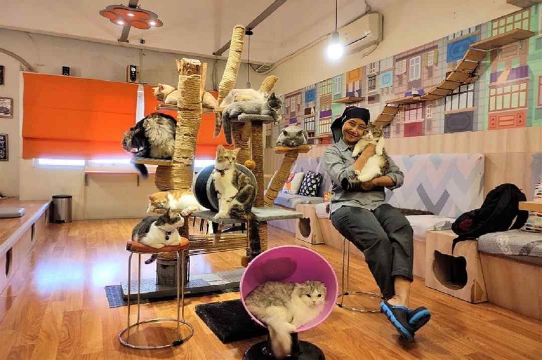 Cat Café by Groovy