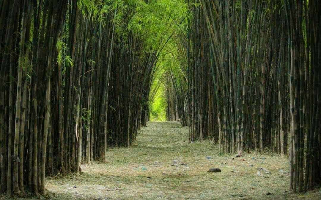 Hutan Bambu Keputih