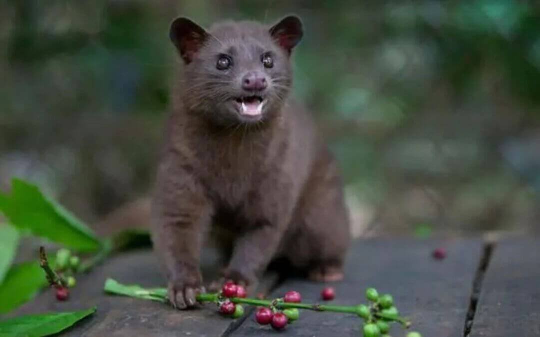 Kopi Luwak (sumber zwarteroes.nl)