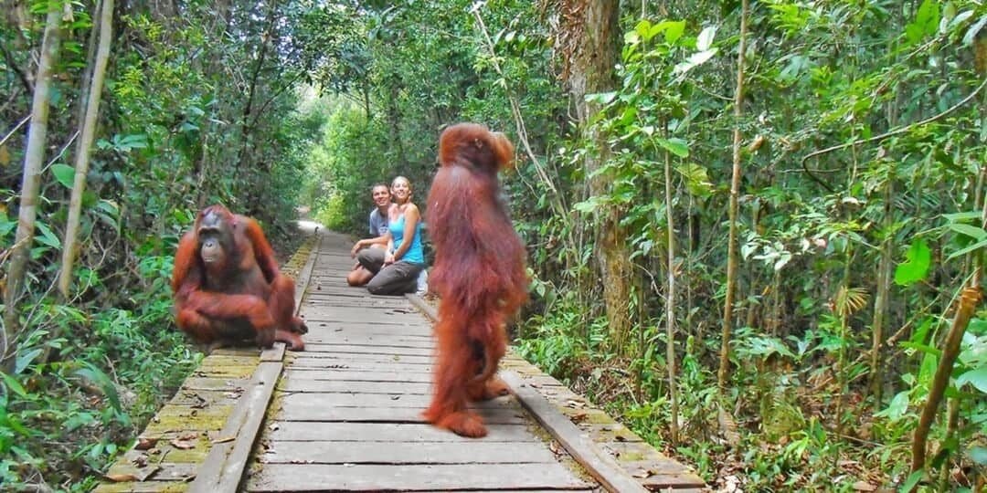 Melihat Orangutan di Tanjung Puting (sumber twofishtraveling.com)