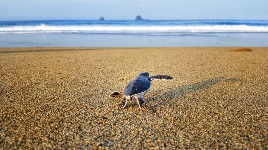 Menyaksikan Penyu Bertelur di Pantai Sukamade (sumber atourin.com)