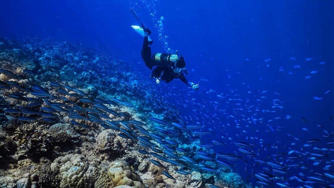 Menyelam di Taman Nasional Bunaken (sumber blacksanddive.com)