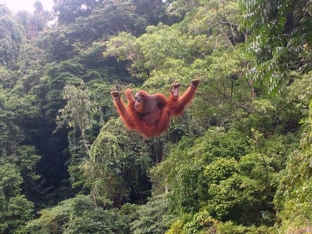 Orang-utan Gunung Leuser (sumber wikipedia.com)