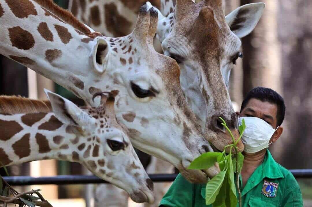 Ragunan tetap menjadi salah satu destinasi wisata favorit untuk menikmati akhir pekan di Jakarta (Sumber dailysabah.com)