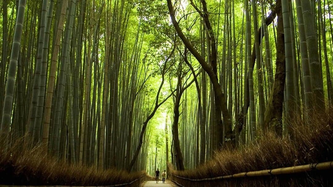 Hutan Bambu Sagano