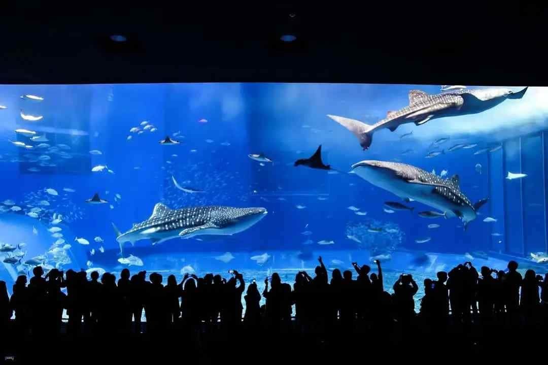 Okinawa Churaumi Aquarium