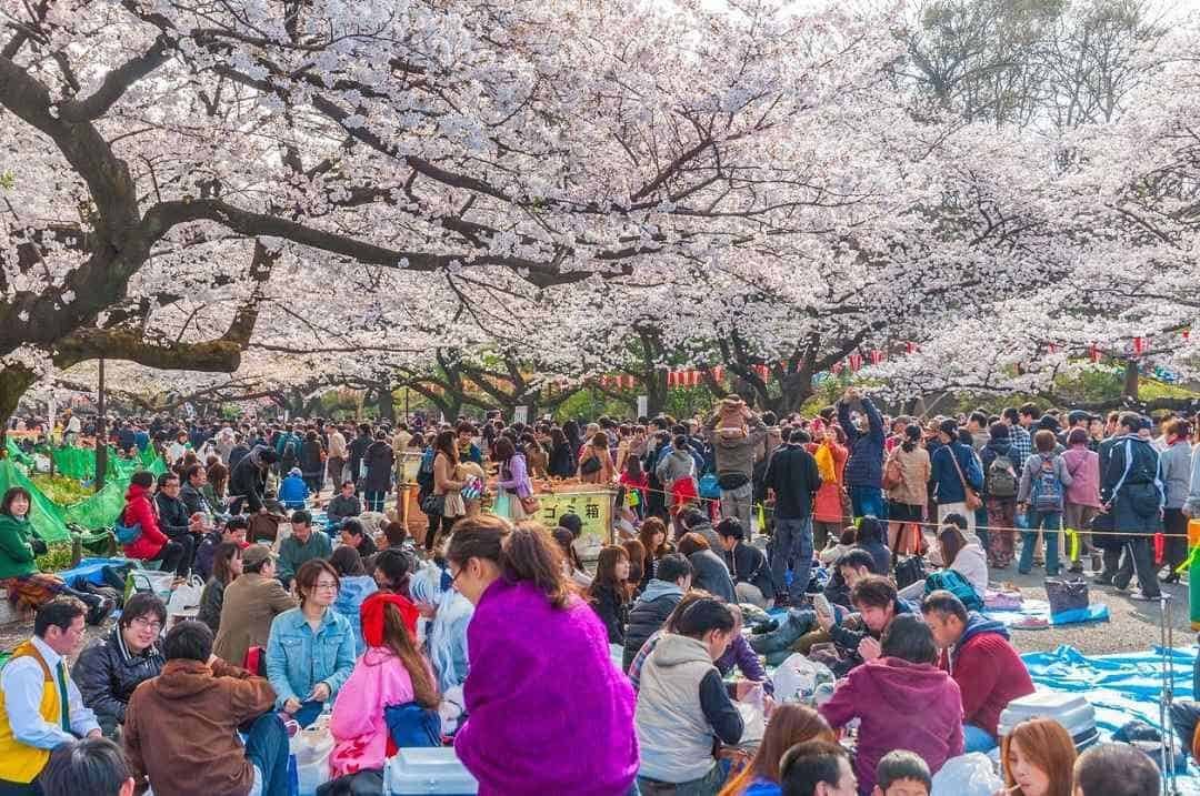 hanami