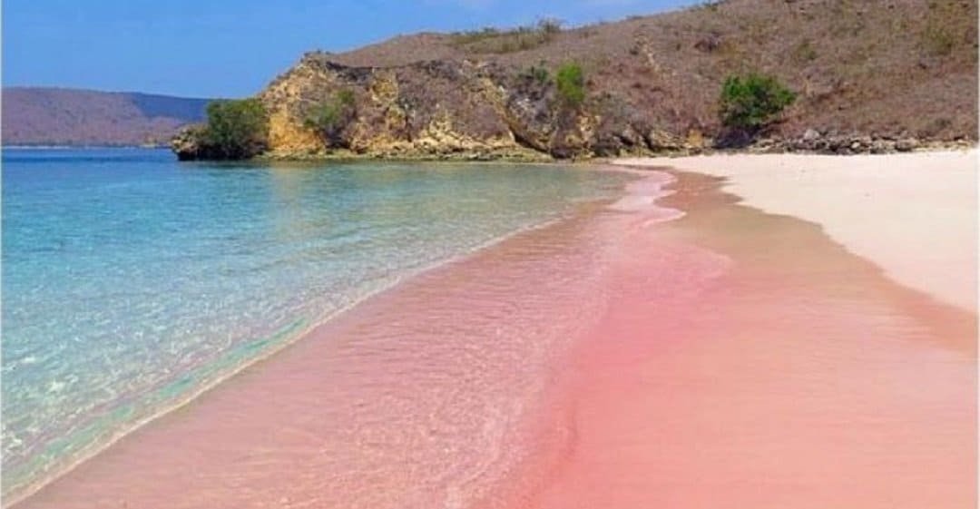 pantai pink