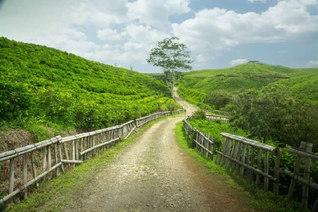 Kebun Teh Malino