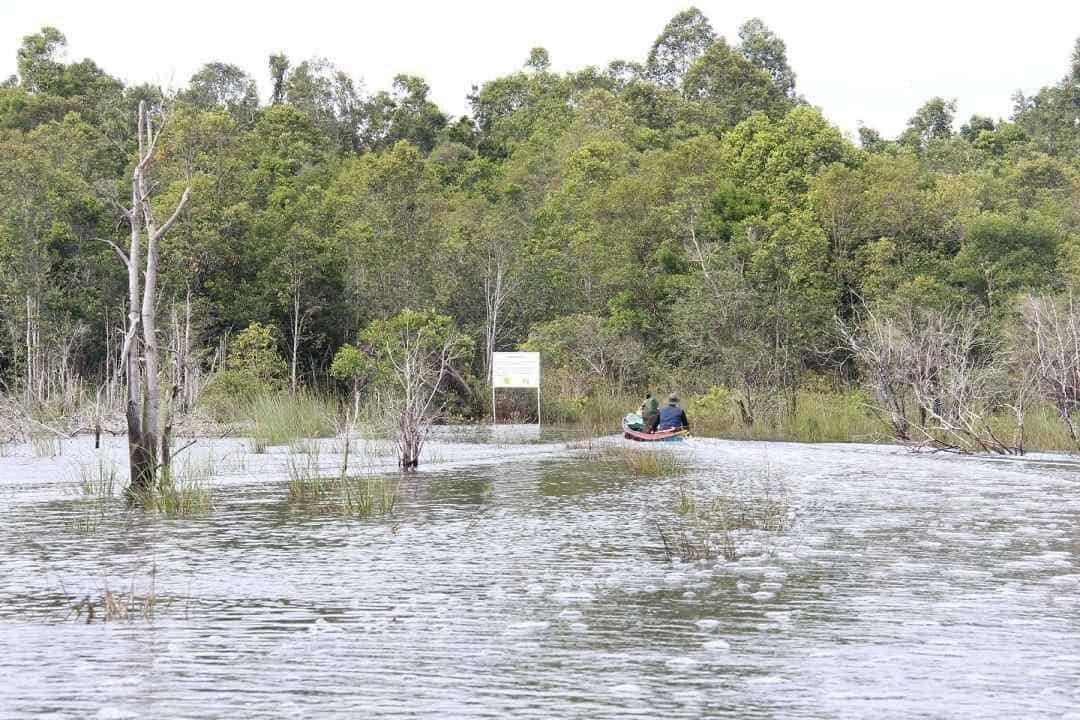 Sebangau National Park kalimantan tengah