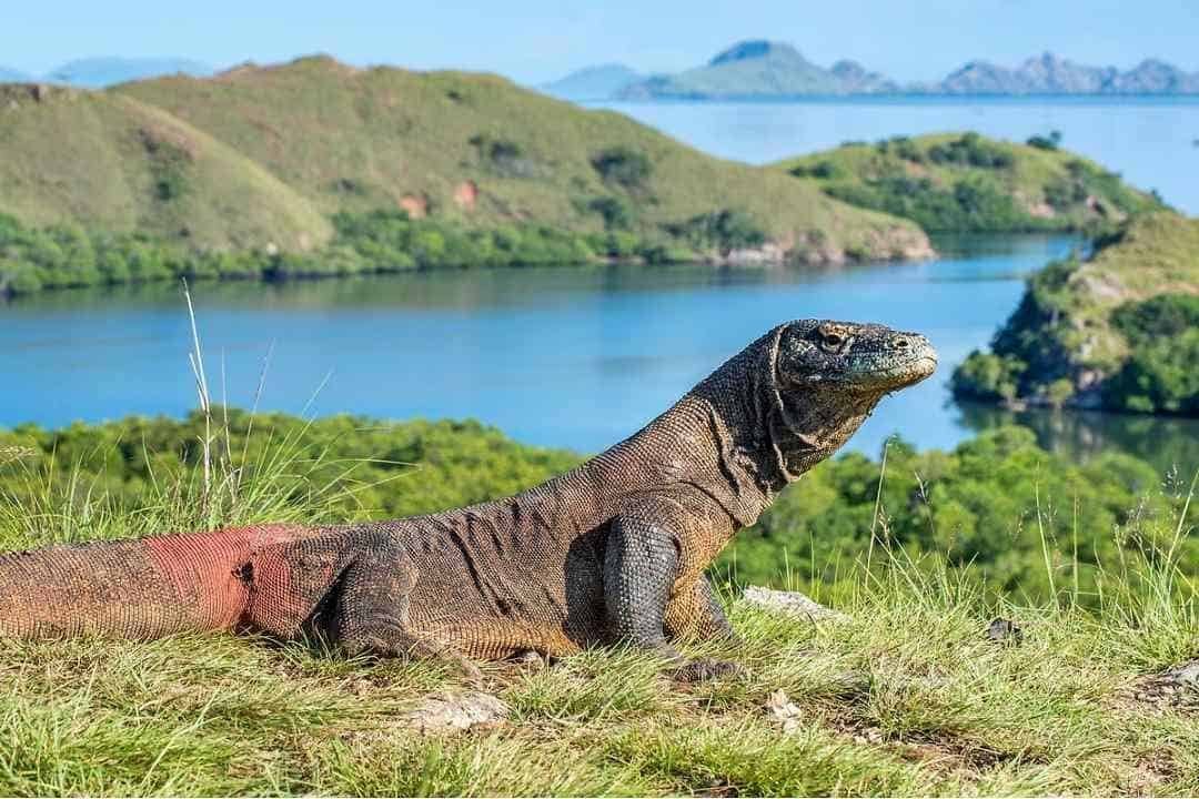 Taman-Nasional-Komodo 