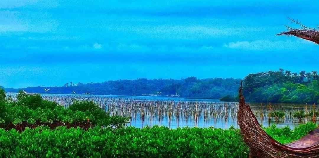 Wisata Mangrove Kedatim