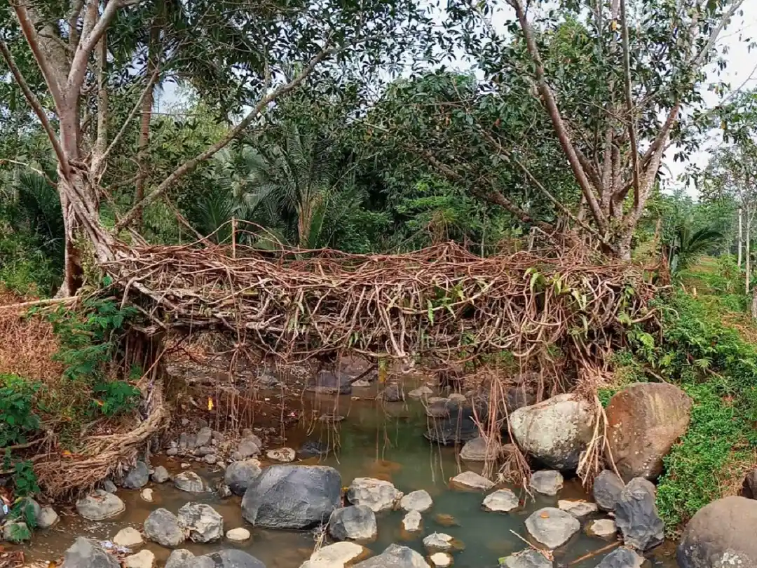 Jembatan Akar Santoaan