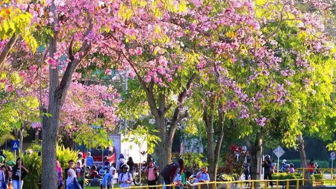 Taman Sakura Kebun Raya Cibodas