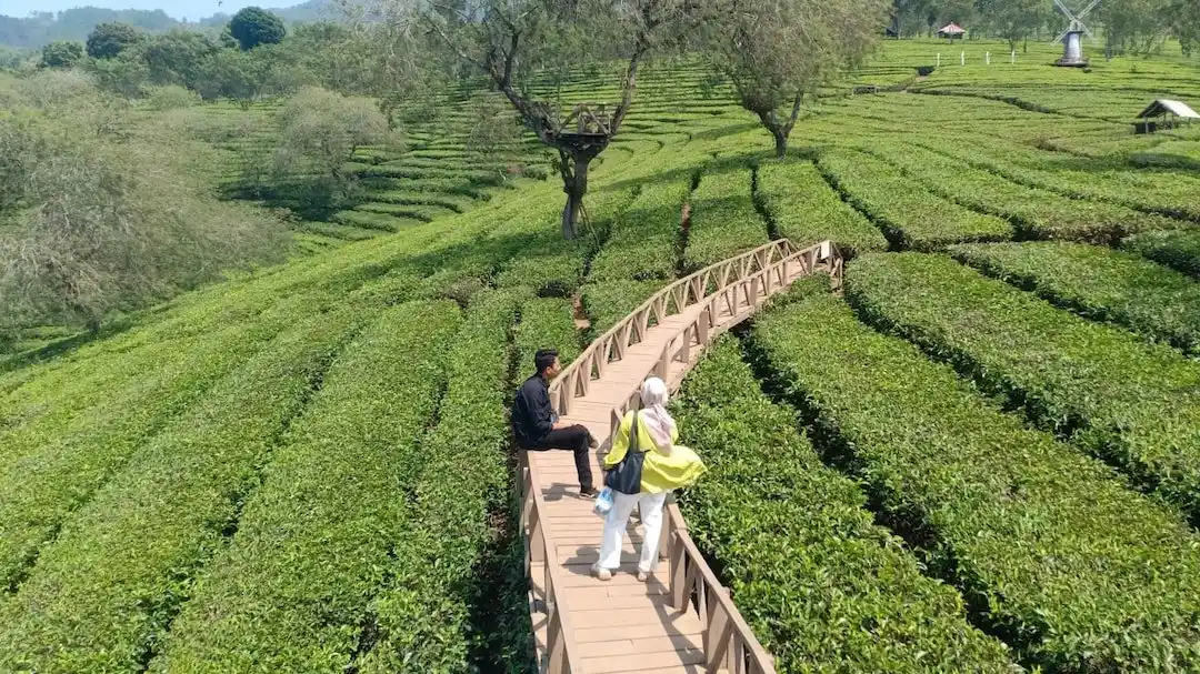 kebun teh wonosari