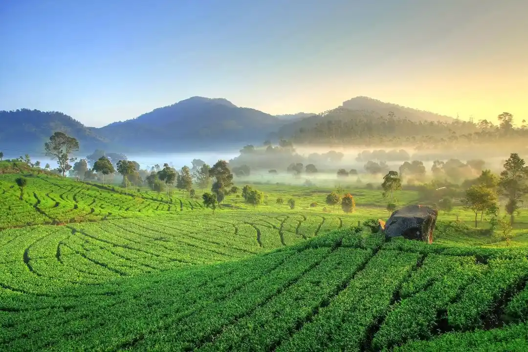 kebun teh rancabali