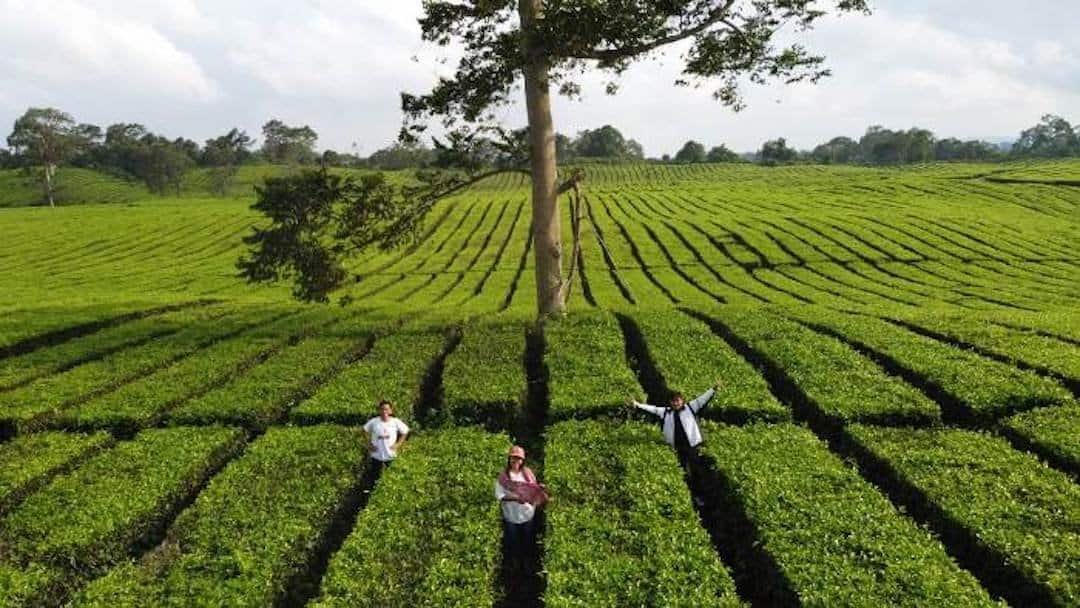 kebun-teh-sidamanik