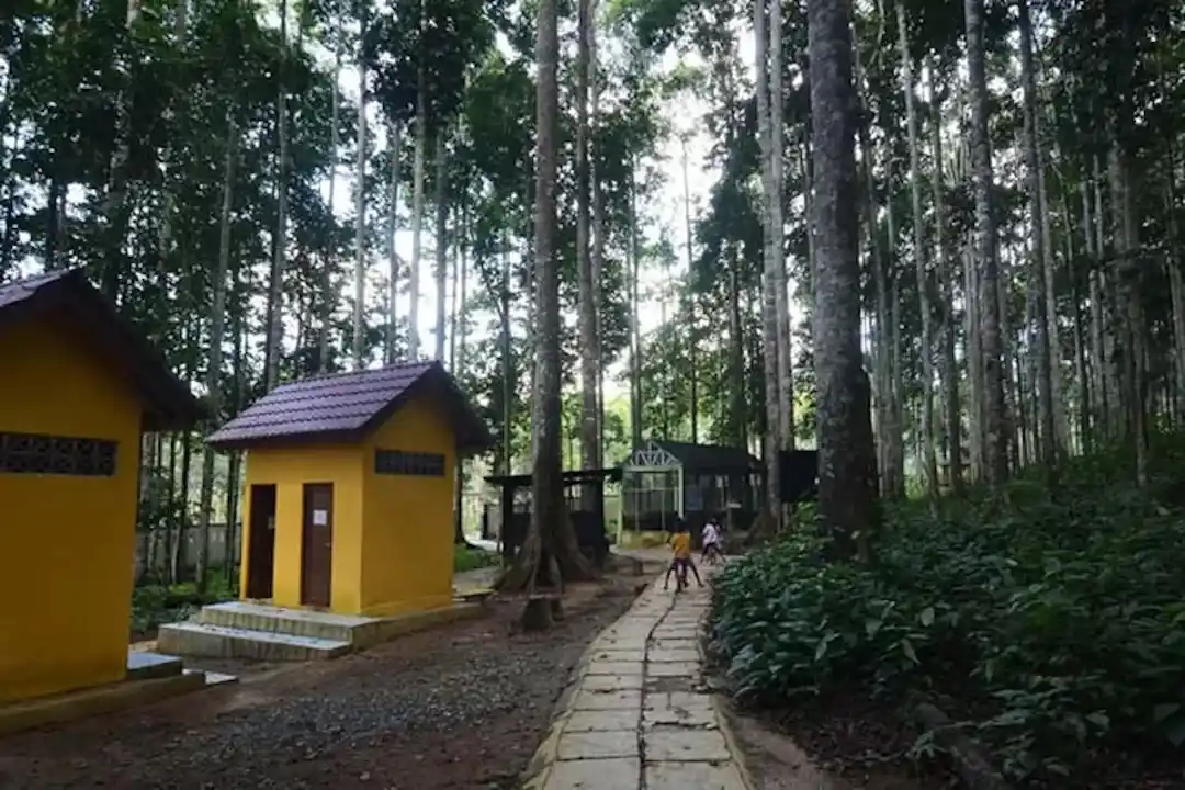 Hutan Meranti Putih