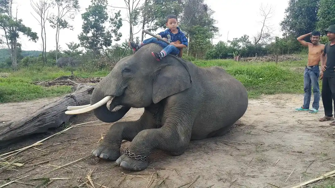 Pusat Latihan Gajah Minas