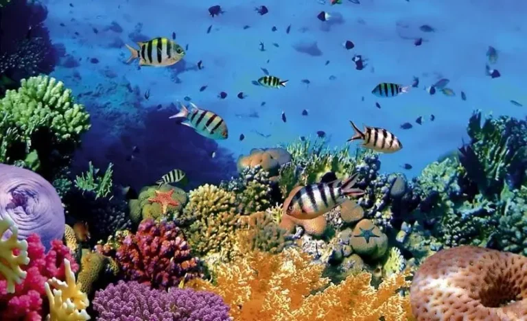 pantai di manado