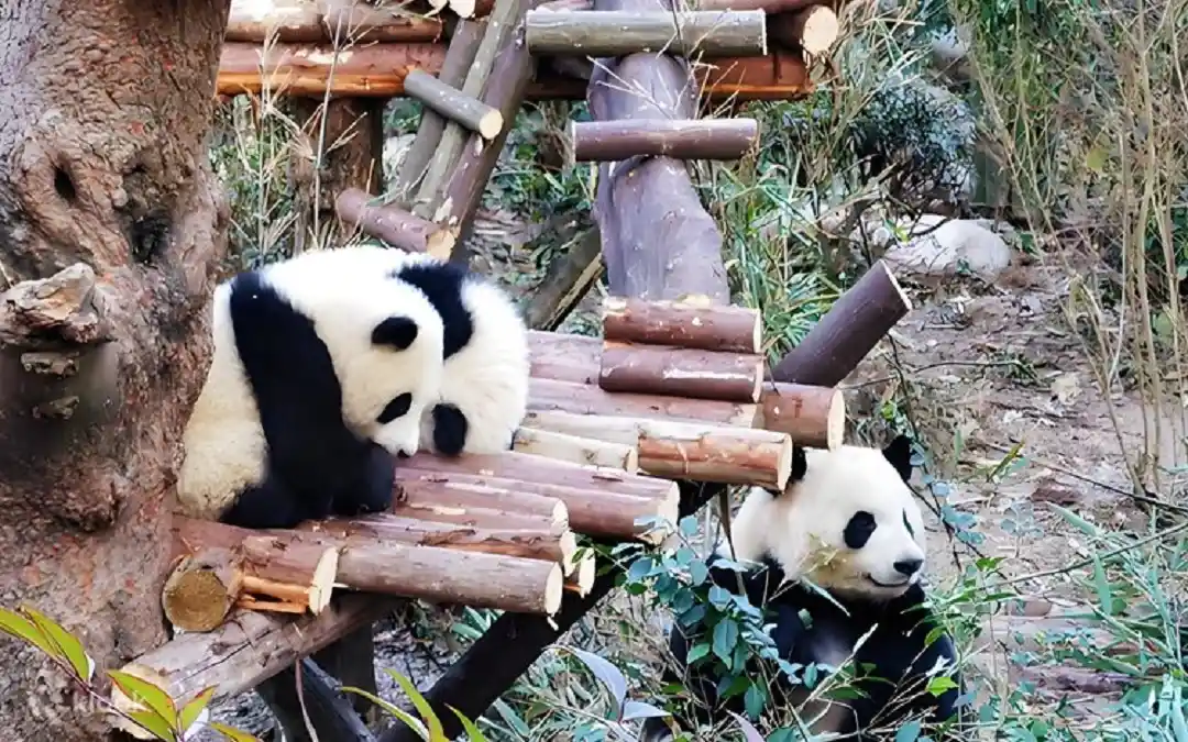Chengdu Research Base of Giant Panda