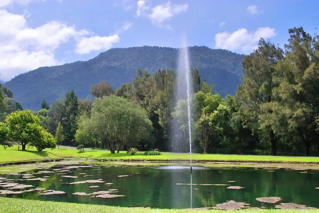 Kebun-raya-Cibodas