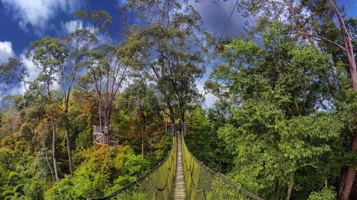 Canopy bridge Bukit Bangkirai Samboja di ketinggian 30 meter menghubungkan pohon bangkirai raksasa di tengah hutan hujan Kalimantan