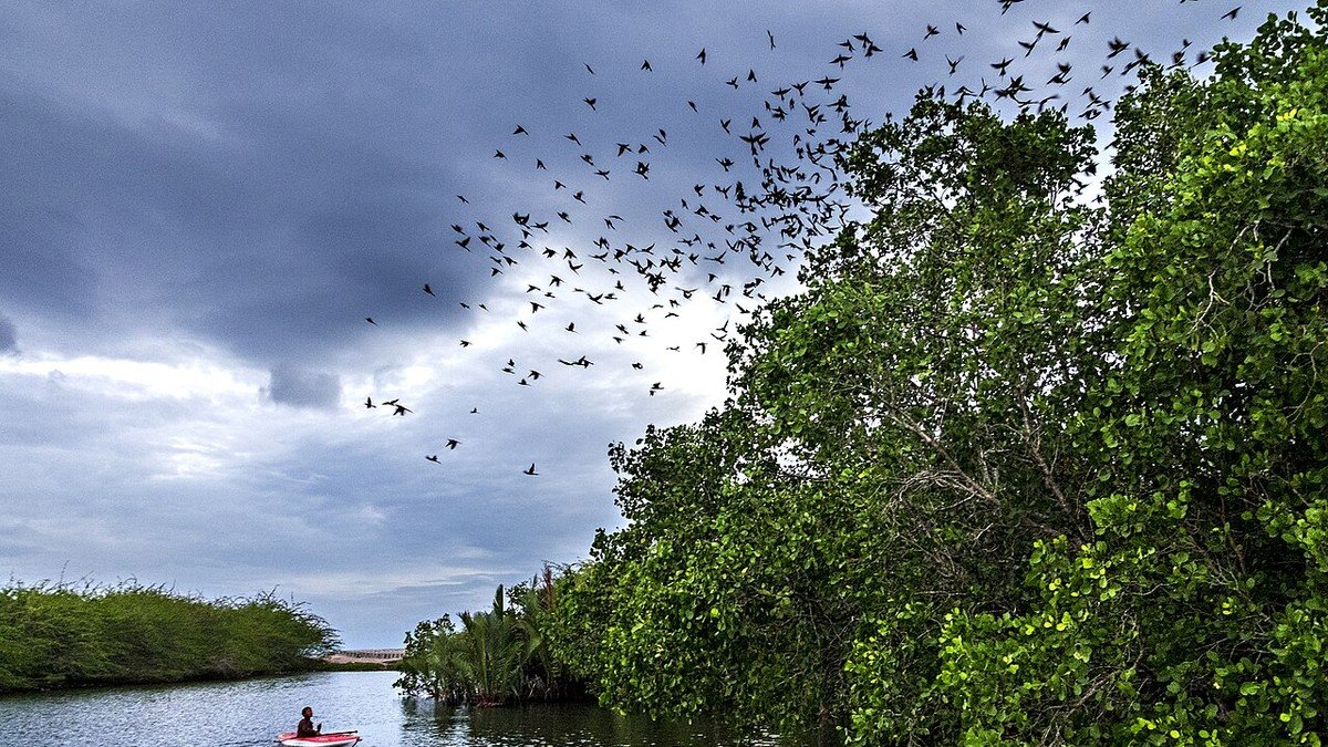 Boardwalk di Mangrove Center Graha Indah Balikpapan dikelilingi pohon bakau hijau saat pagi hari