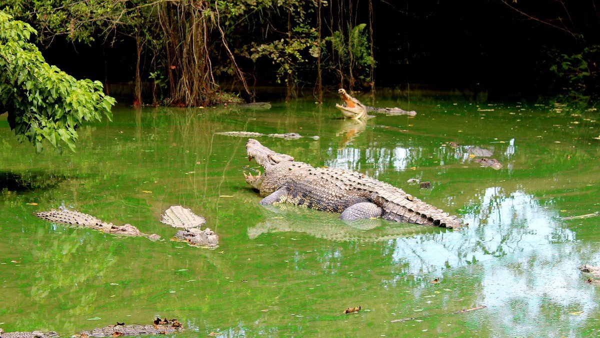 Penangkaran Buaya Teritip Balikpapan dengan buaya muara berjemur di kolam penangkaran