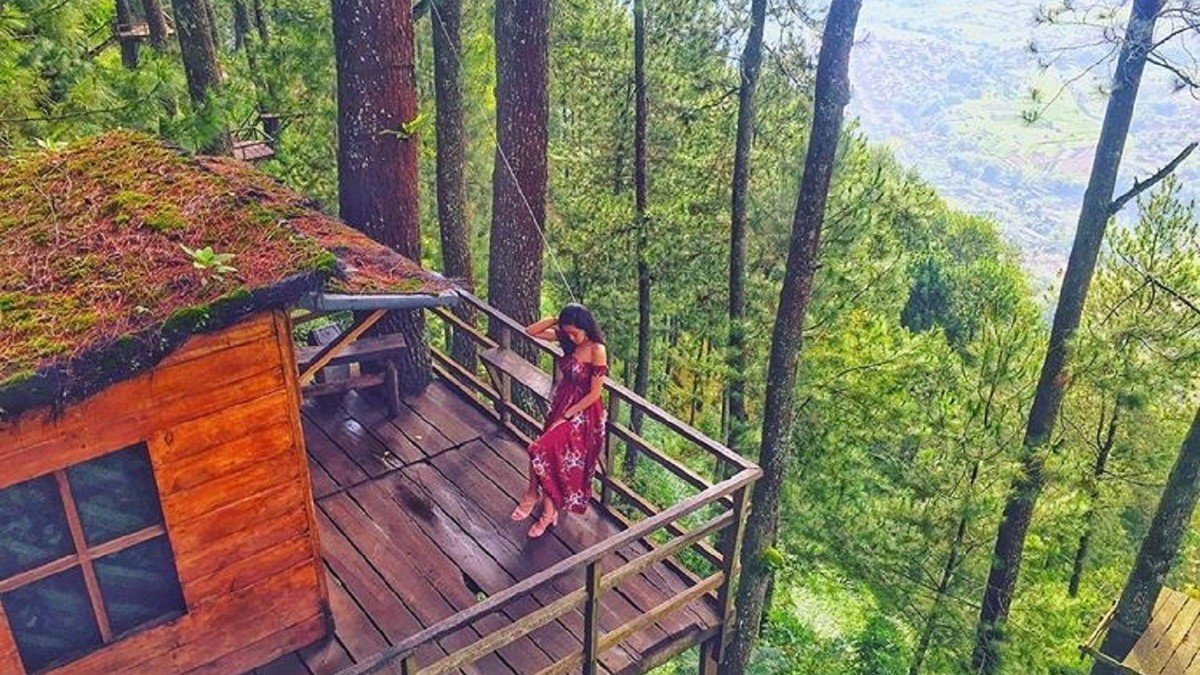Omah Kayu di Batu Malang dikelilingi kabut pagi dan pohon pinus