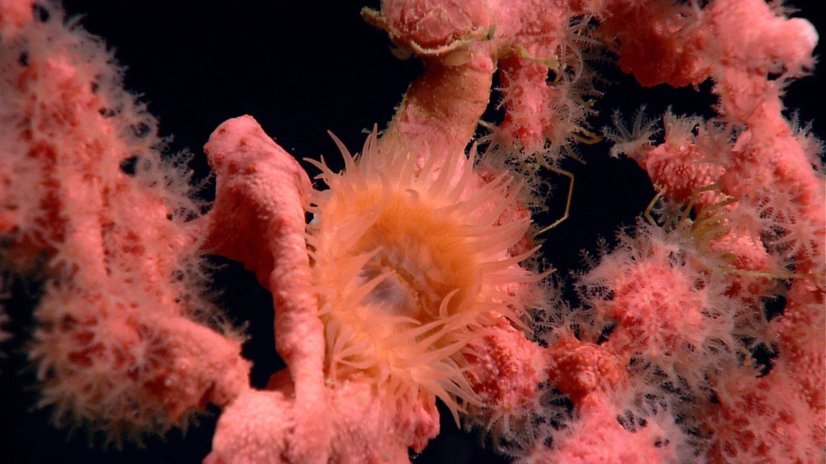 Close-up tekstur pasir merah muda Pantai Pink Pulau Komodo dengan butiran karang yang terlihat jelas
