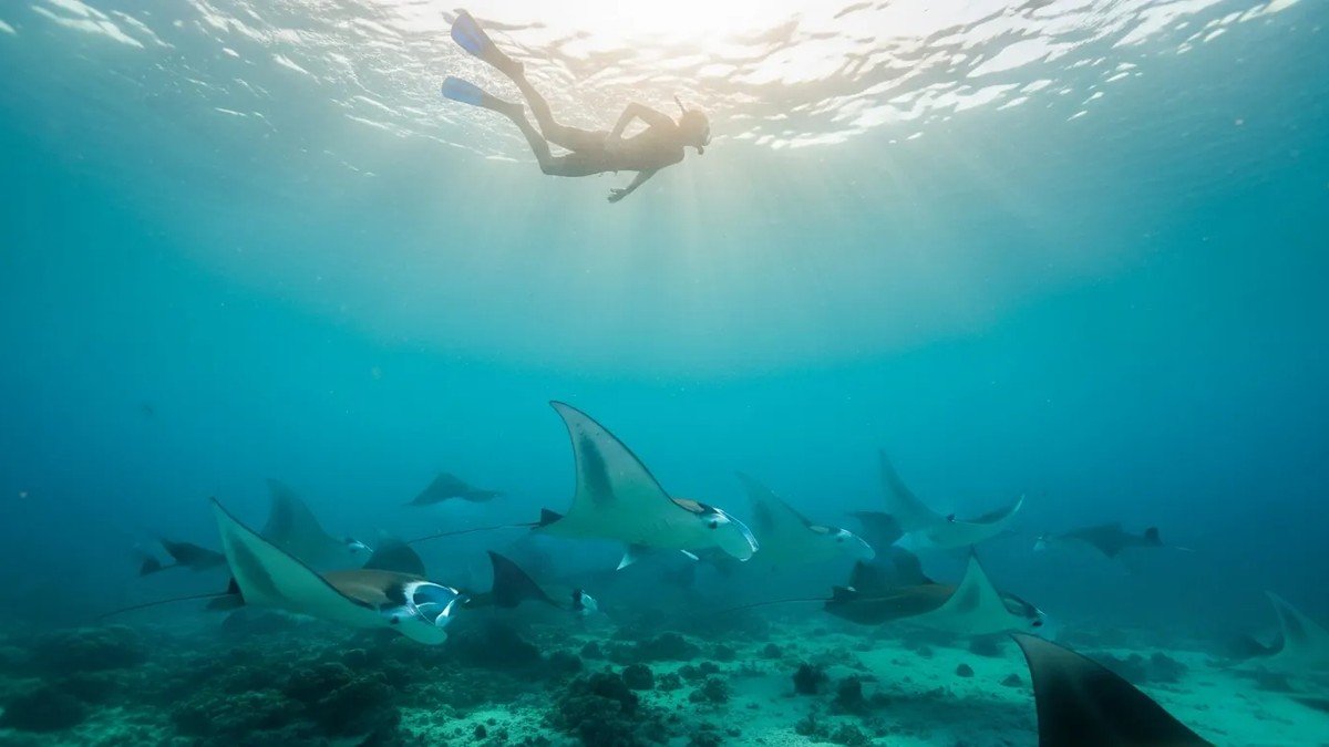 Snorkeler di atas terumbu karang berwarna-warni di perairan jernih Pantai Pink Pulau Komodo