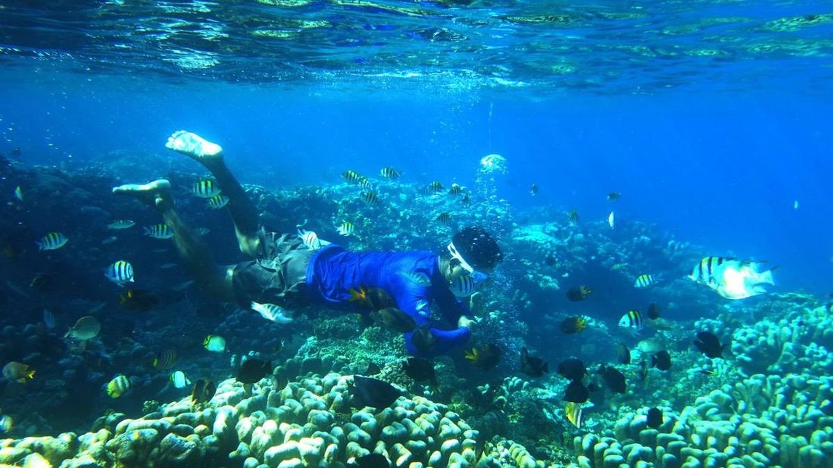 Snorkeler melihat terumbu karang berwarna-warni dan ikan di perairan jernih Pulau Pandang